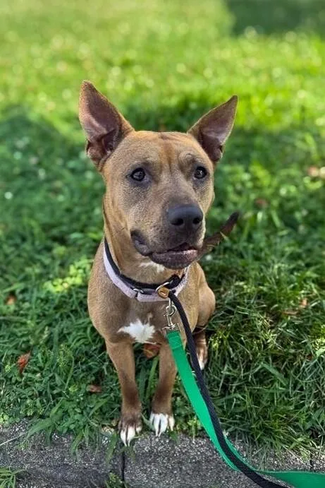 An adult medium-sized female Brown / Chocolate Mixed Breed dog named Olga for adoption in Cincinnati, OH