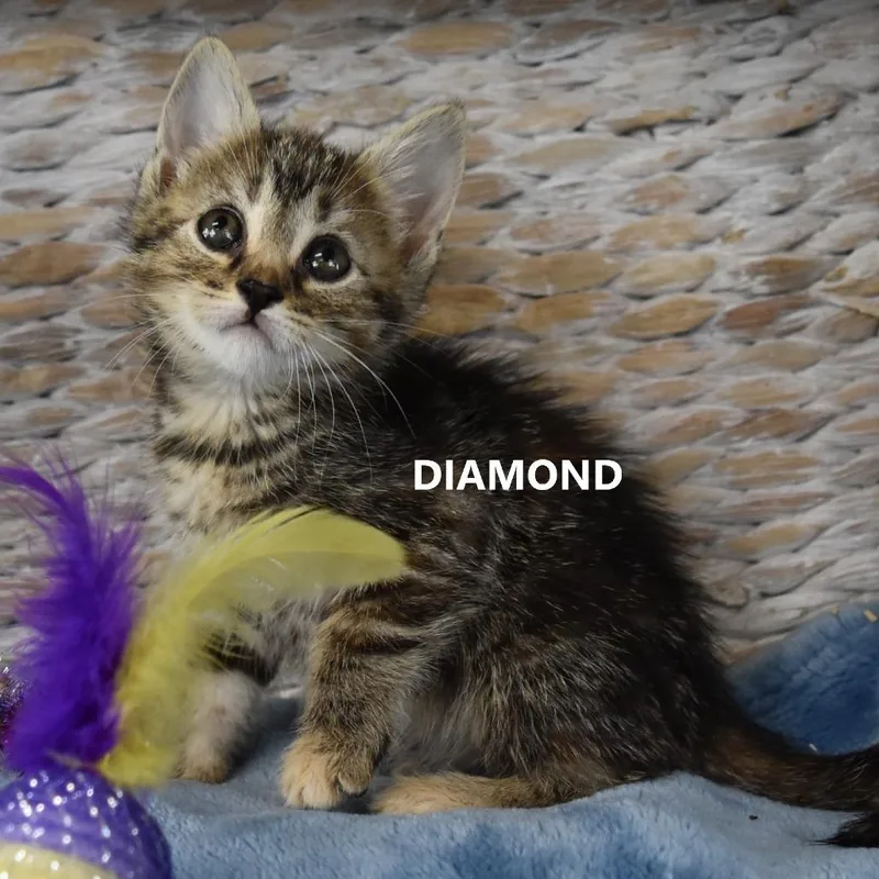A baby small-sized female Brown / Chocolate Domestic Short Hair cat named Marcasite for adoption in Salt Lake City, UT