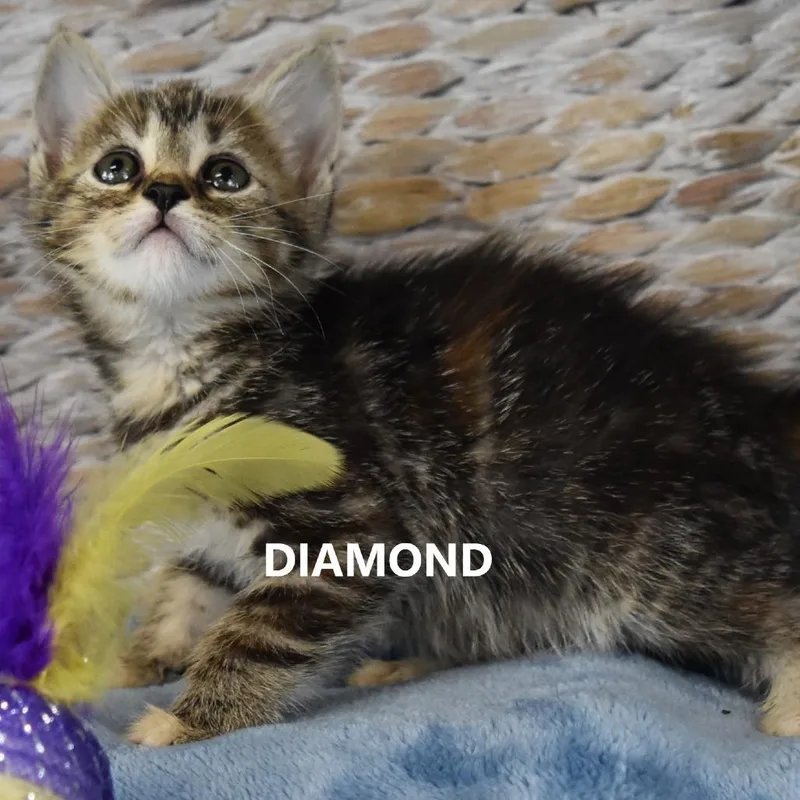 Marcasite thumbnail 3