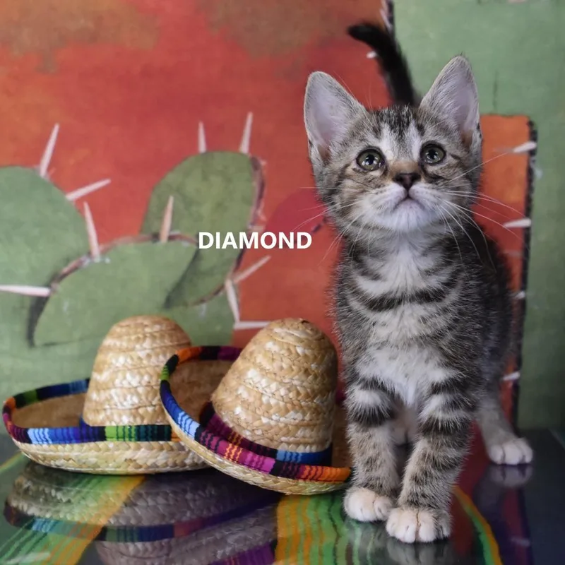 Marcasite thumbnail 4