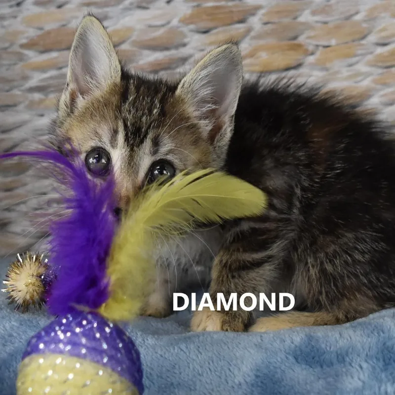Marcasite thumbnail 5