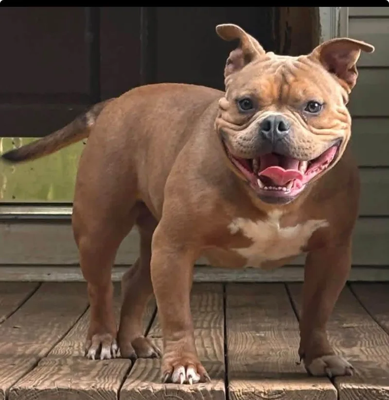 An adult medium-sized female American Bully dog named Best friend for adoption in Maryville, TN