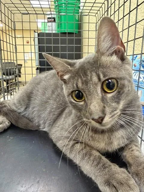 A young medium-sized female Domestic Short Hair cat named Kimmy for adoption in Fort Myers, FL