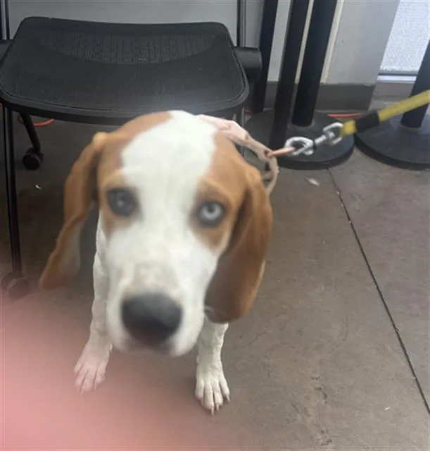 A baby large-sized male Mixed Breed dog named Duke for adoption in Dallas, TX