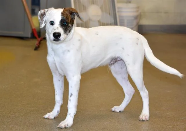 A baby small-sized male Parson Russell Terrier dog named Wish Bone for adoption in West Valley City, UT