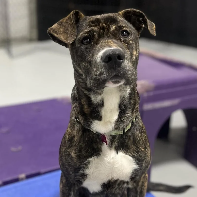 Fat Boy Aka Bat thumbnail 2