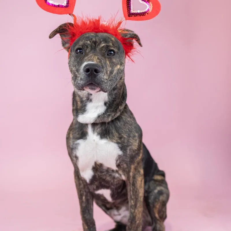 Fat Boy Aka Bat thumbnail 3