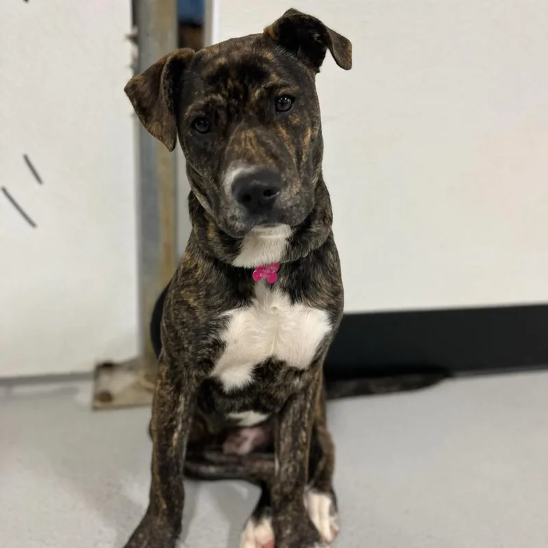 Fat Boy Aka Bat thumbnail 4