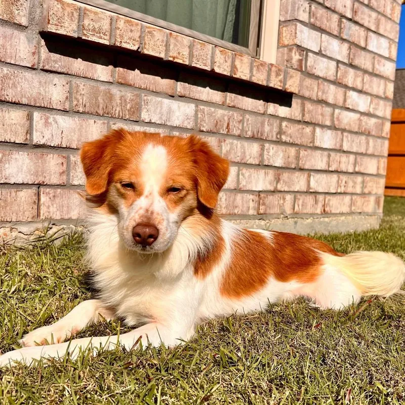 A young small-sized male White / Cream Brittany Spaniel dog named Archer for adoption in Baton Rouge, LA