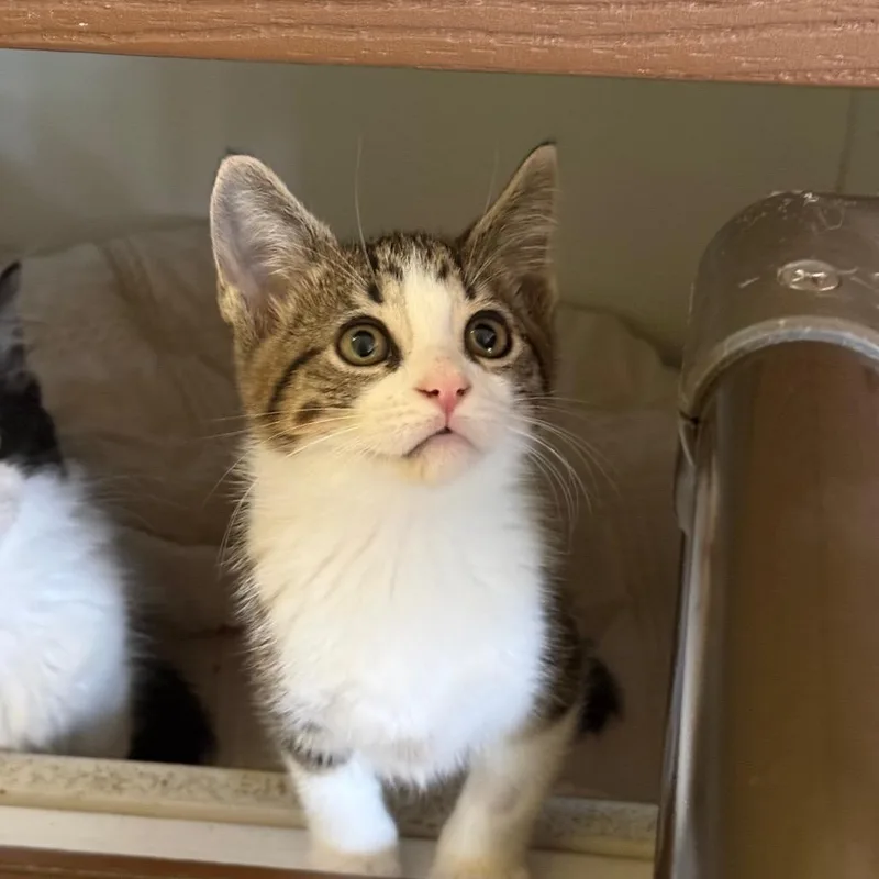 A baby medium-sized male Tabby (Brown / Chocolate) Domestic Short Hair cat named Yam for adoption in Fenton, MI