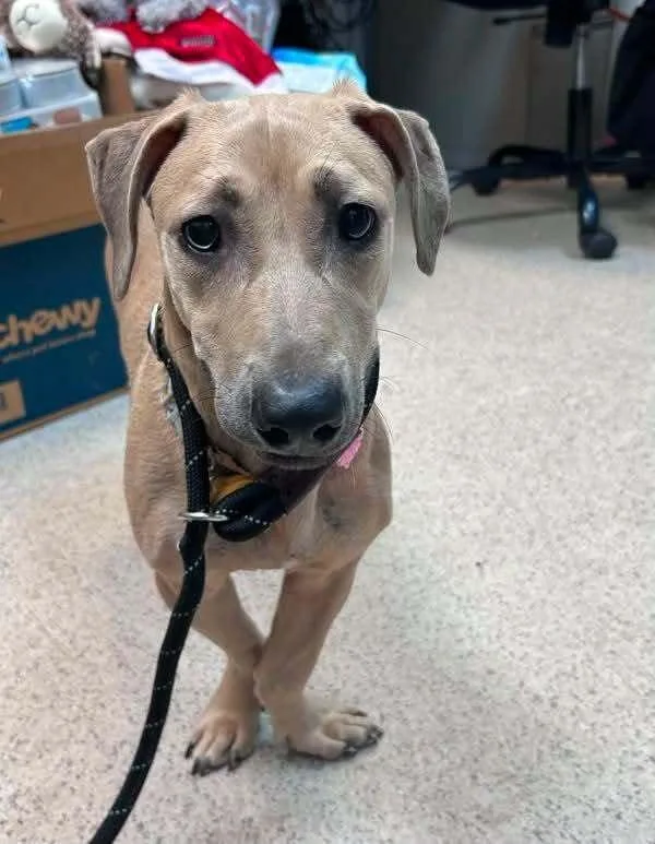 A baby small-sized female Mixed Breed dog named Duckie for adoption in New York, NY
