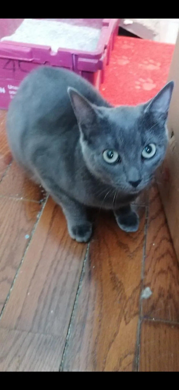A baby medium-sized male Gray / Blue / Silver Domestic Short Hair cat named Gumdrop for adoption in New York, NY