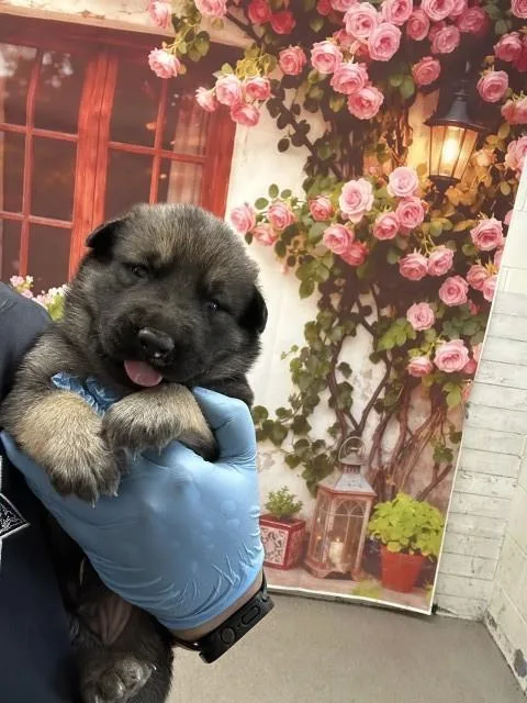 Rocket