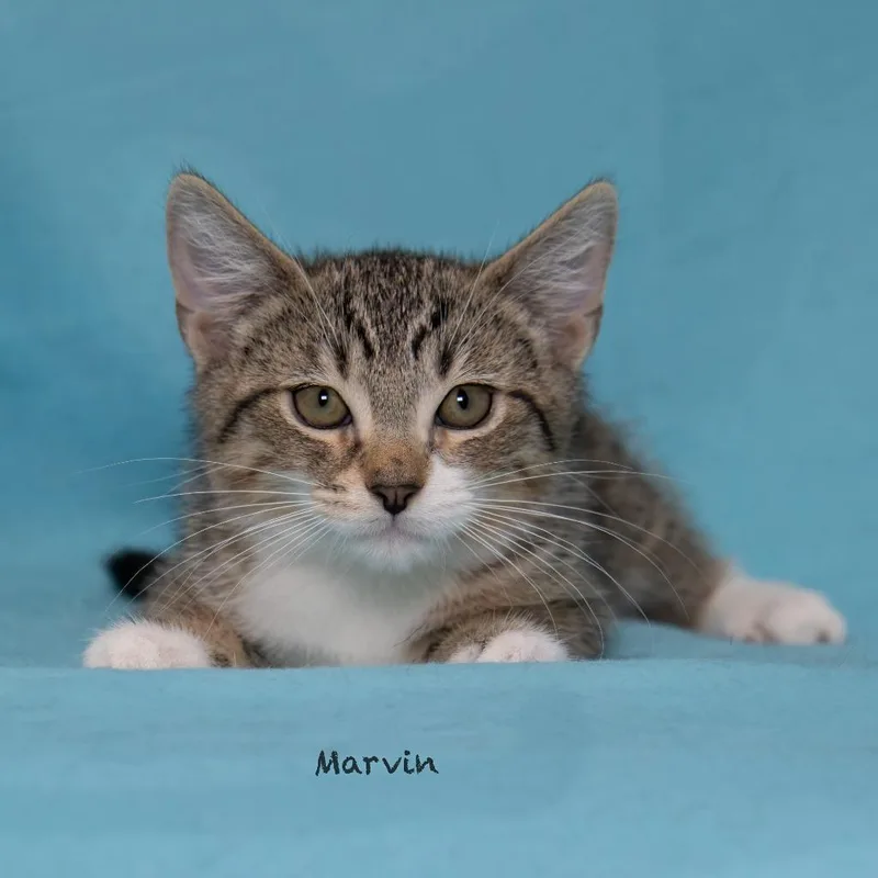 A baby small-sized male Domestic Short Hair cat named Marvin for adoption in Hot Springs Village, AR