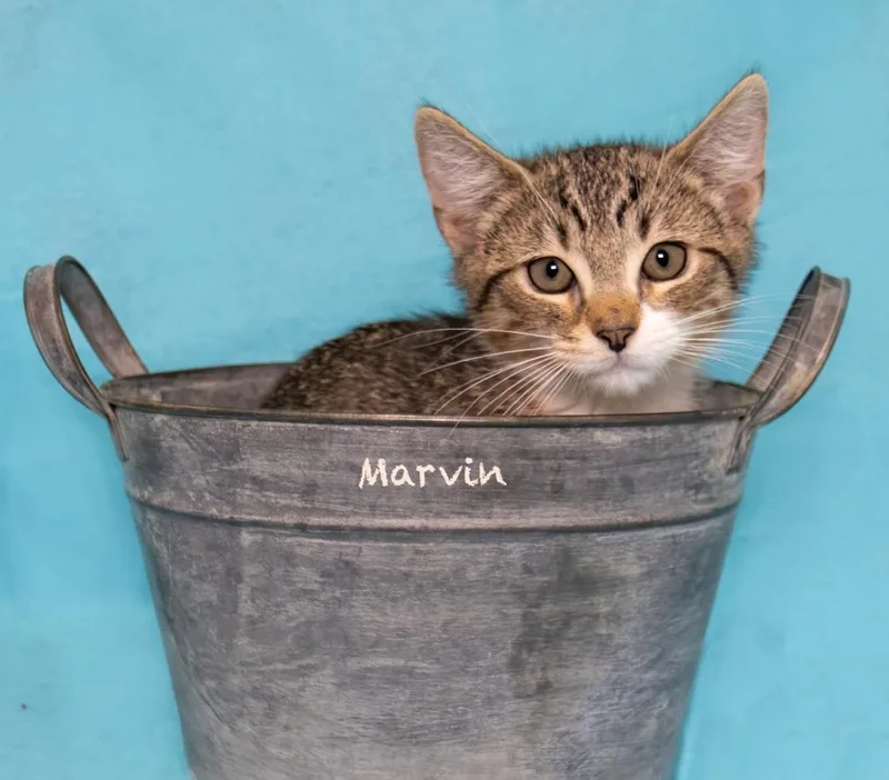 Marvin thumbnail 2