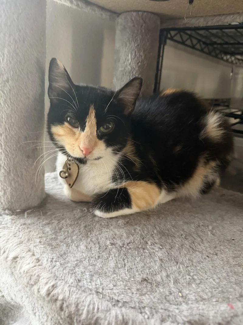 A baby small-sized female Calico American Shorthair cat named Butter for adoption in Paulina, LA