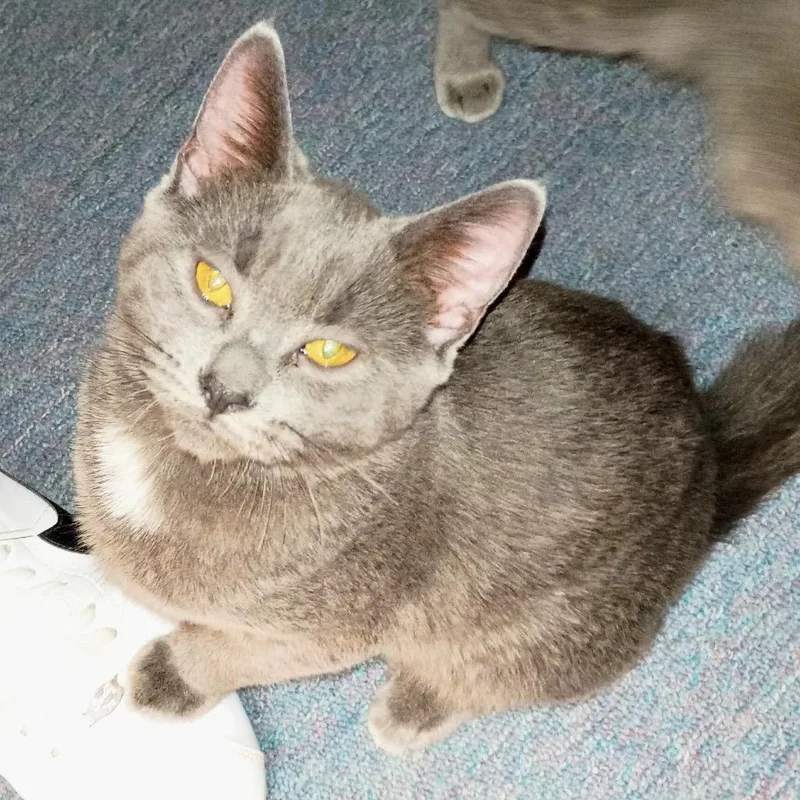 A young small-sized male Gray / Blue / Silver American Shorthair cat named Zeus for adoption in Rochester, MN