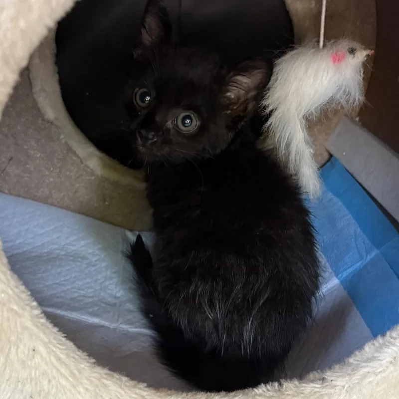A baby small-sized male Black Domestic Short Hair cat named Bali for adoption in Long Beach, CA