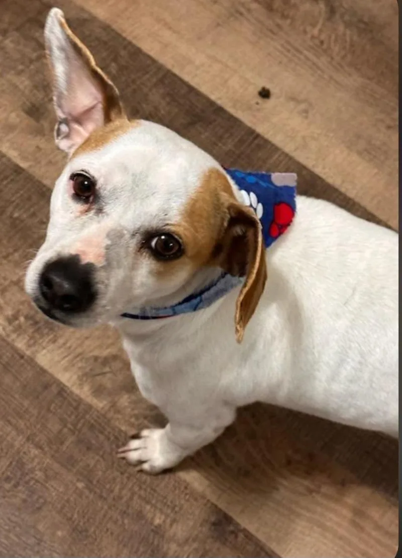 An adult small-sized male Apricot / Beige Dachshund dog named Firulai for adoption in Houston, TX