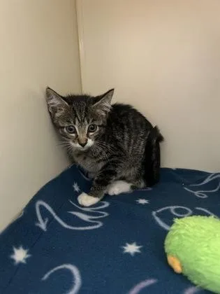 A baby small-sized male Domestic Short Hair cat named Riot for adoption in Pequot Lakes, MN