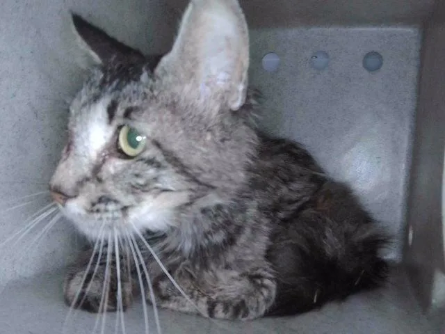 A senior small-sized male Domestic Short Hair cat named Bastian for adoption in Baldwin Park, CA