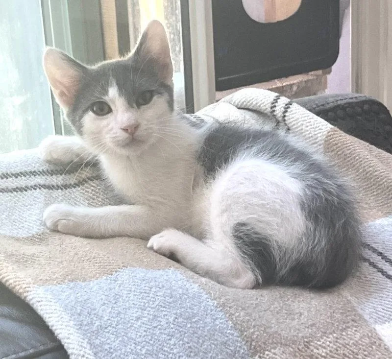 A baby medium-sized male Gray & White Domestic Short Hair cat named Mark Antony for adoption in San Juan Capistrano, CA