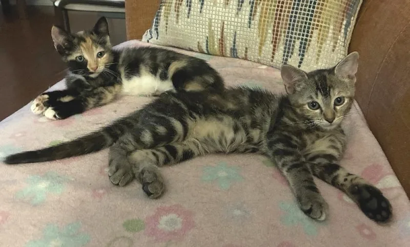 A baby medium-sized female Tabby (Leopard / Spotted) Domestic Short Hair cat named Bubbles for adoption in Lafayette, LA
