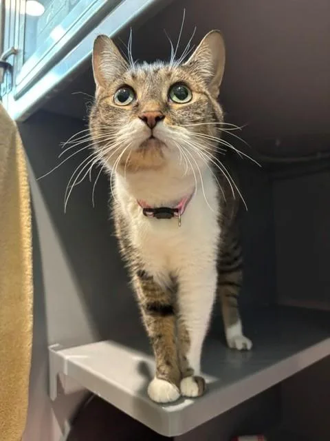 An adult medium-sized female Domestic Short Hair cat named Emma for adoption in Leesburg, VA