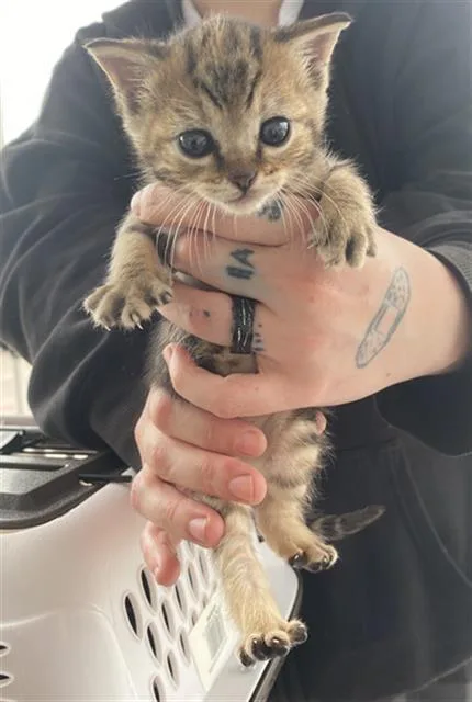 A baby medium-sized female Domestic Short Hair cat named Latara for adoption in Dallas, TX