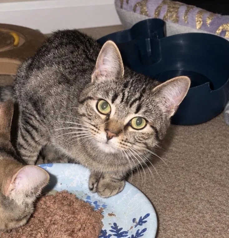 A baby small-sized male Domestic Short Hair cat named Chaser for adoption in Palatine, IL