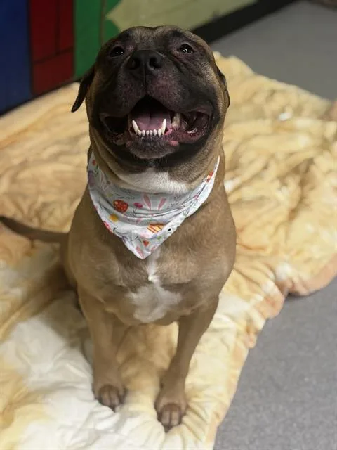 An adult large-sized male Pit Bull Terrier dog named Jax for adoption in Indianapolis, IN