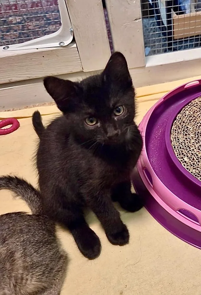 A baby small-sized female Black Domestic Short Hair cat named Pinto Bean for adoption in Green Valley, AZ