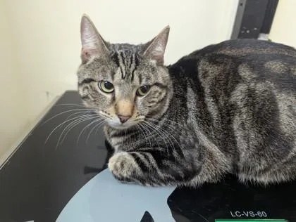 An adult small-sized male Domestic Short Hair cat named Aladdin for adoption in West Chester, PA