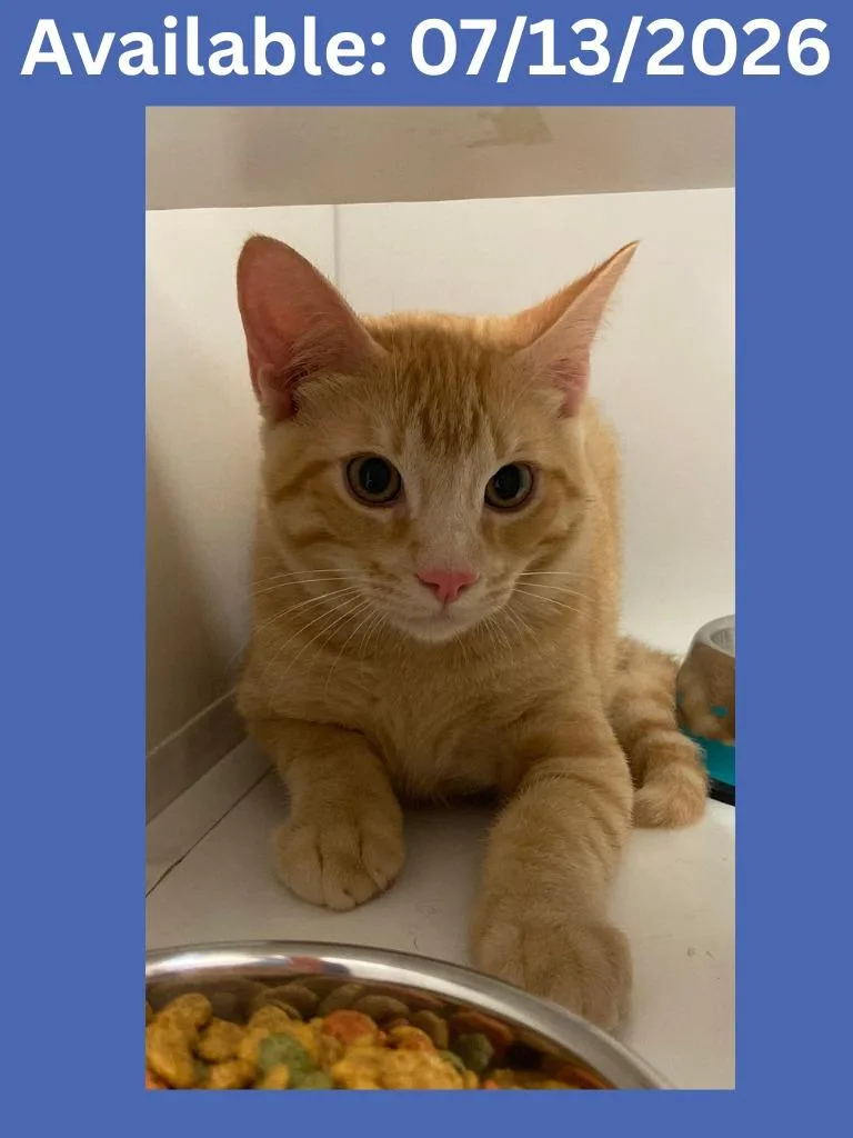 A baby medium-sized male Domestic Short Hair cat named Cat Condo for adoption in Greenville, TX