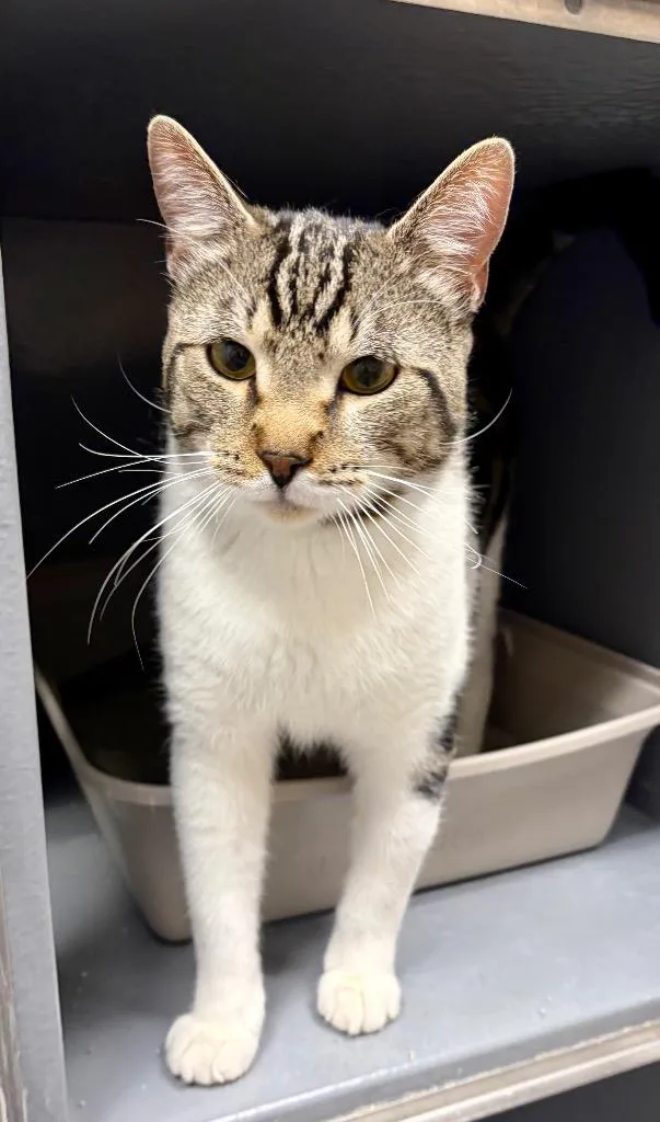 An adult medium-sized male Domestic Short Hair cat named Jesus Cortez for adoption in Fort Lupton, CO