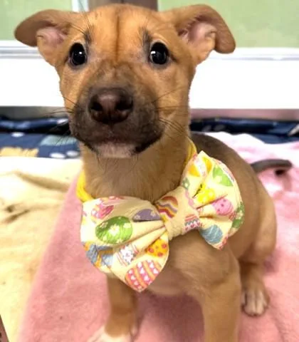 Croissant thumbnail 2