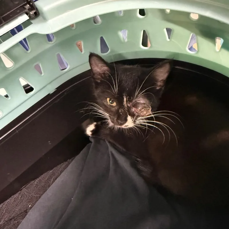 A baby small-sized female Black Domestic Short Hair cat named Dottie for adoption in Columbus, NC