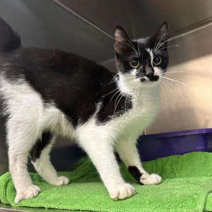An adult medium-sized female Domestic Short Hair cat named Kinnidy for adoption in Kansas City, MO