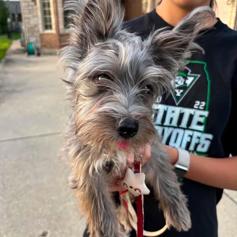 A baby small-sized female Terrier dog named Heidi for adoption in Homer Glen, IL