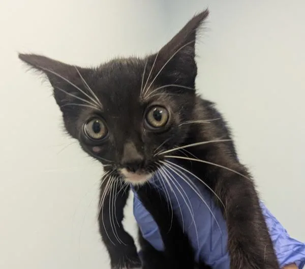 A young small-sized female Domestic Short Hair cat named Chloe for adoption in San Diego, CA