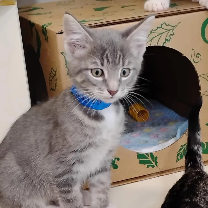 A baby small-sized male Brown / Chocolate Domestic Short Hair cat named Seek for adoption in Fairport, NY