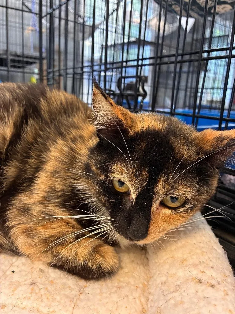 An adult medium-sized female Tortoiseshell Domestic Short Hair cat named CiCi for adoption in Winnsboro, SC