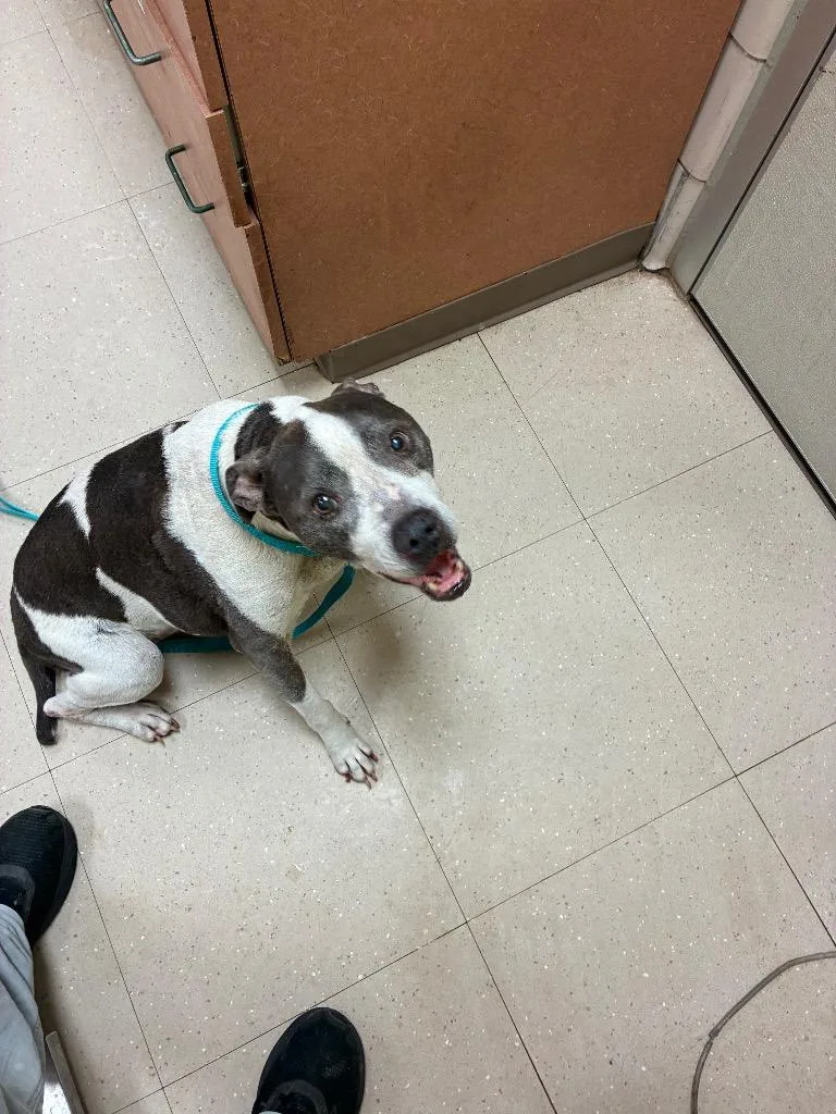 A senior large-sized female Mixed Breed dog named Mackenzie for adoption in Bossier City, LA