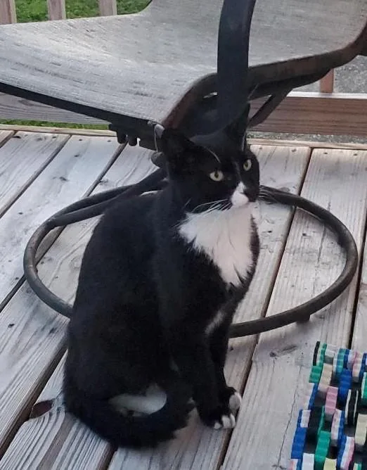 An adult medium-sized male Black & White / Tuxedo Domestic Short Hair cat named Thomas for adoption in Kirkwood, DE