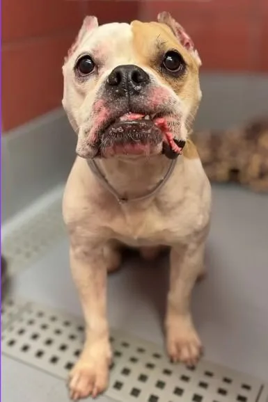 An adult small-sized female Staffordshire Bull Terrier dog named Melody for adoption in Houston, TX