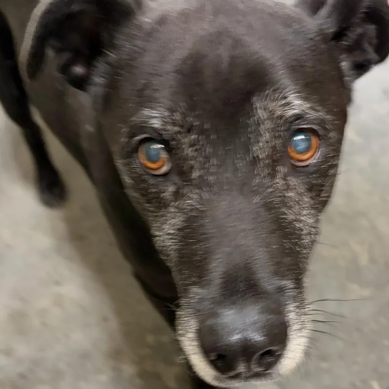 A senior medium-sized male Terrier dog named IEPAStray for adoption in Upland, CA