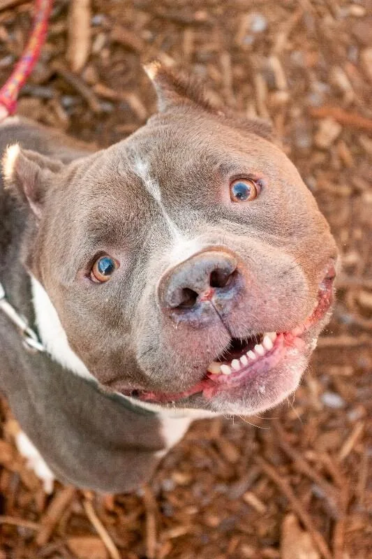 An adult medium-sized male Gray / Blue / Silver Mixed Breed dog named Enchilada for adoption in Cincinnati, OH