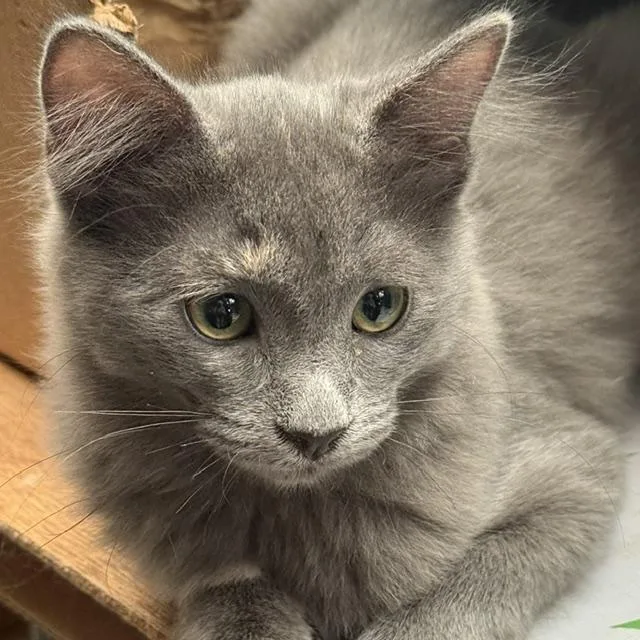 A baby small-sized female Domestic Medium Hair cat named Ruby for adoption in Santa Fe, NM