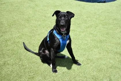 An adult medium-sized male Mixed Breed dog named Lennon for adoption in Kansas City, MO