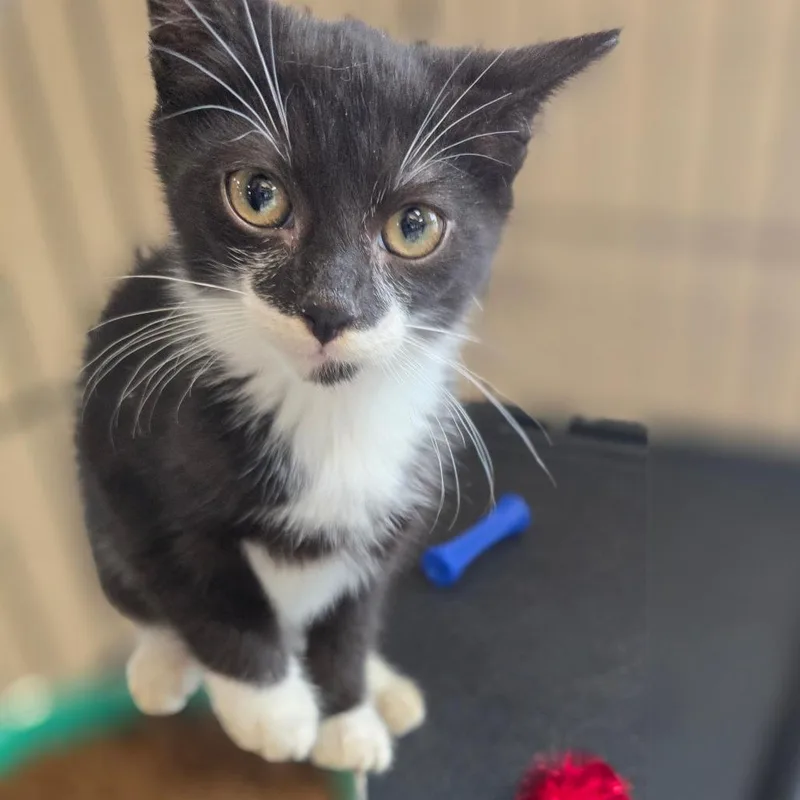 A baby small-sized female Black Domestic Short Hair cat named Cara Gosselin for adoption in Chatham, VA
